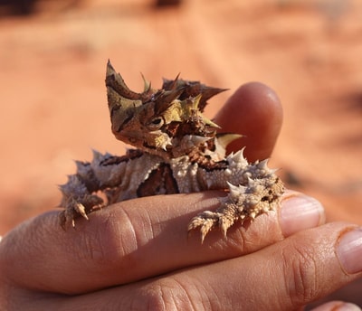A face only a mother could love a Thorny Devil.