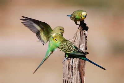 Budgerigars come in to the homestead.