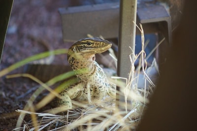 An unexpected lunch time liard visitor in the shed.