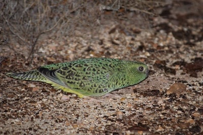 Night Parrot.