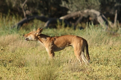 Buddy the Dingo.