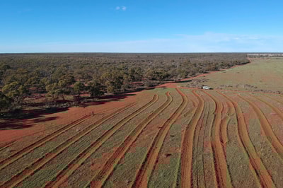 Large scale York gum woodland restoration at Eurardy Reserve.