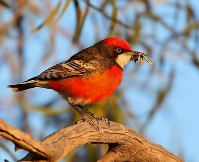 Male Crimson Chat. Photo by Amanda Bryant.