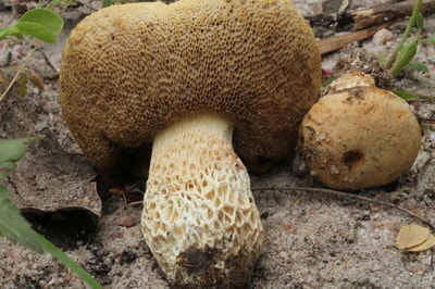 Photo of the fruiting body.
