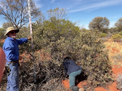 Undertaking baseline surveys of Sandalwood on Bon Bon Reserve. Photo by Richard McLellan.