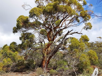 Gimlet Gum at Charles Darwin Reserve.