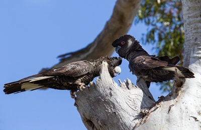 A pair of Carnaby’s Black Cockatoos, large parrots with thick, curved beaks, perch on either side of a tree hollow.
