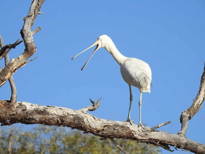 Yellow-billed Spoonbill.