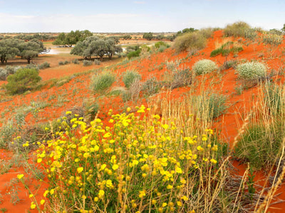 Wildflowers at Pilungah Reserve.