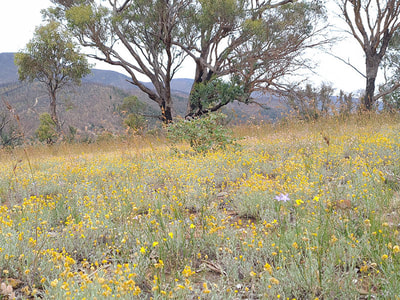 Scottsdale grassland