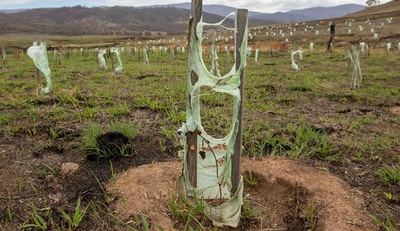 Fire affected seedlings with melted protectors.