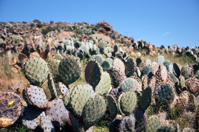 Wheel Cactus.