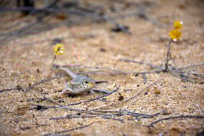 Desert Skink.