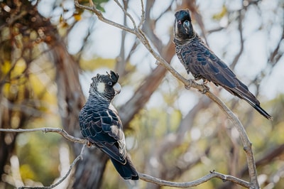 Carnaby's Cockatoos.