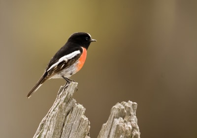 Scarlet Robin.