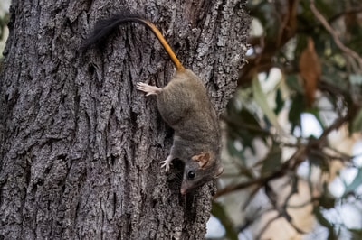 A Red-tailed Phascogale released after being checked. By Genevieve Hayes