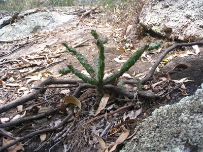 Tiger pear cactus. By Peter Saunders