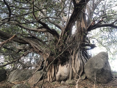 A huge, spreading tree covered in woody vines grows over a large boulder at Brogo Reserve.