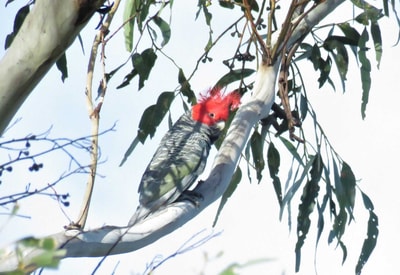 Gang-gang Cockatoo in a tree.