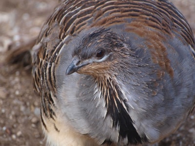 Close up of a Malleefowl.