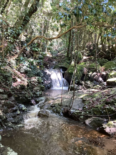 A small waterfall froths over mossy boulders and into a shallow stream, Irwin's Creek, at Nameless Reserve.