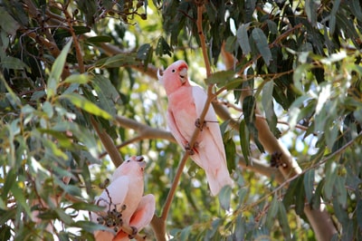 Pink Cockatoos at Naree.