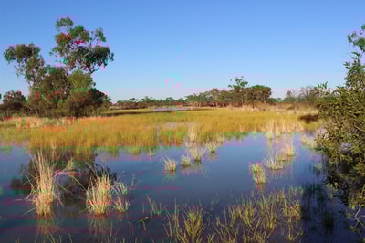 An ephemeral lagoon floods a wide, grassy plain, the tussocks sticking up out of the still water, at Naree Station Reserve.