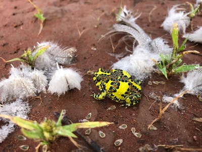 Holy Cross Frog.