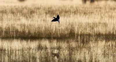A Pied Stilt, a black-and-white shorebird with long, red legs and beak, comes in to land at a wetland on Naree Station Reserve.