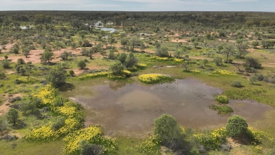 Wilcannia Lillies blossom within a weeks of rain occurring, creating fields of yellow.  Naree Reserve, Budjiti Country, NSW.