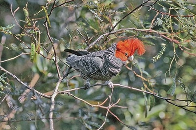 Gang-gang cockatoo.