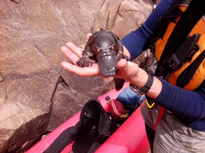 A juvenile Platypus in the hands of a volunteer who rescued it.