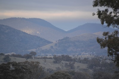 Rolling, forested hills on a misty day at Scottsdale Reserve.