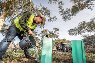 Volunteer watering plants at Scottsdale. Photo by Annette Ruzicka