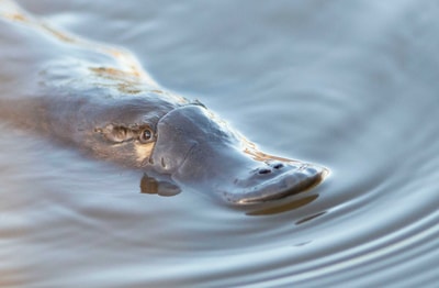 Platypus.