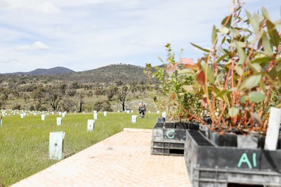 Trays of native seedlings wait to be planted, while a Bush Heritage staff member walks through a field of tree guards at Scottsdale Reserve.