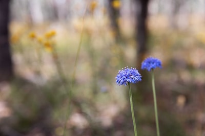 Blue Pin Cushion Flowers at Tarcutta Hills Reserve.