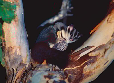 Squirrel Glider in the fork of a tree at night.