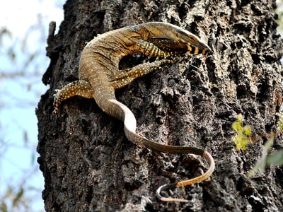 A Lace Monitor, a large lizard striped and spotted in black and gold, climbs a Mugga Ironbark, a dark, craggy-barked gum tree.