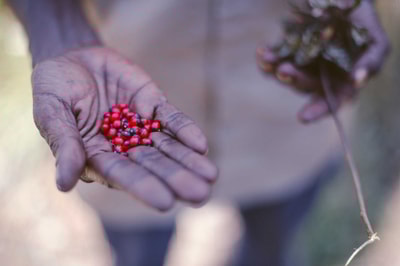 Handful of berries.