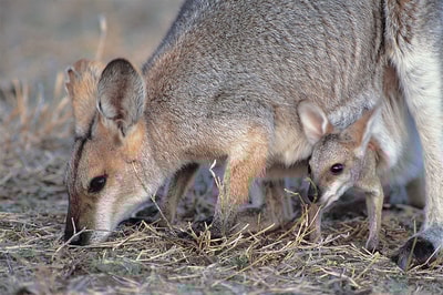 Black-striped Wallaby and joey.