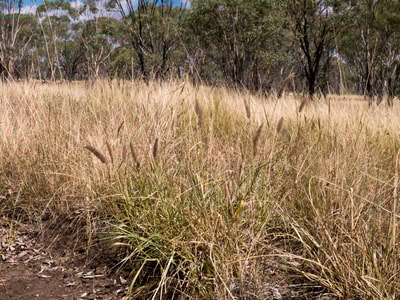 Buffel Grass. Photo Terry Cooke.