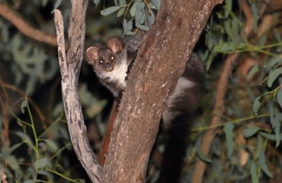 Greater Glider.
