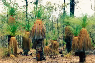 Grass trees at Carnarvon Reserve. Photo Joss Bentley.