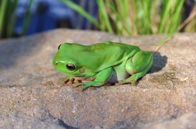 Green Tree Frog.
