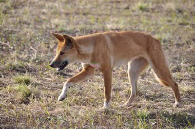 A young female dingo near the homestead at Carnarvon Reserve.