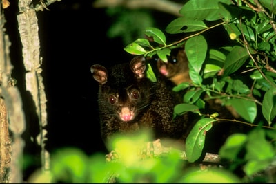 Black Mountain Brushtail Possum.