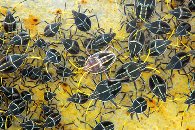 Adult and juvenile bugs on Edgbaston.