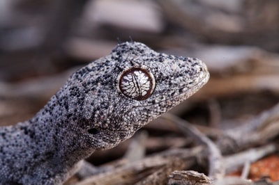RS2531 gecko eyes
