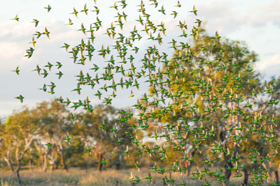 Flock of budgerigars at Ethabuka Reserve.